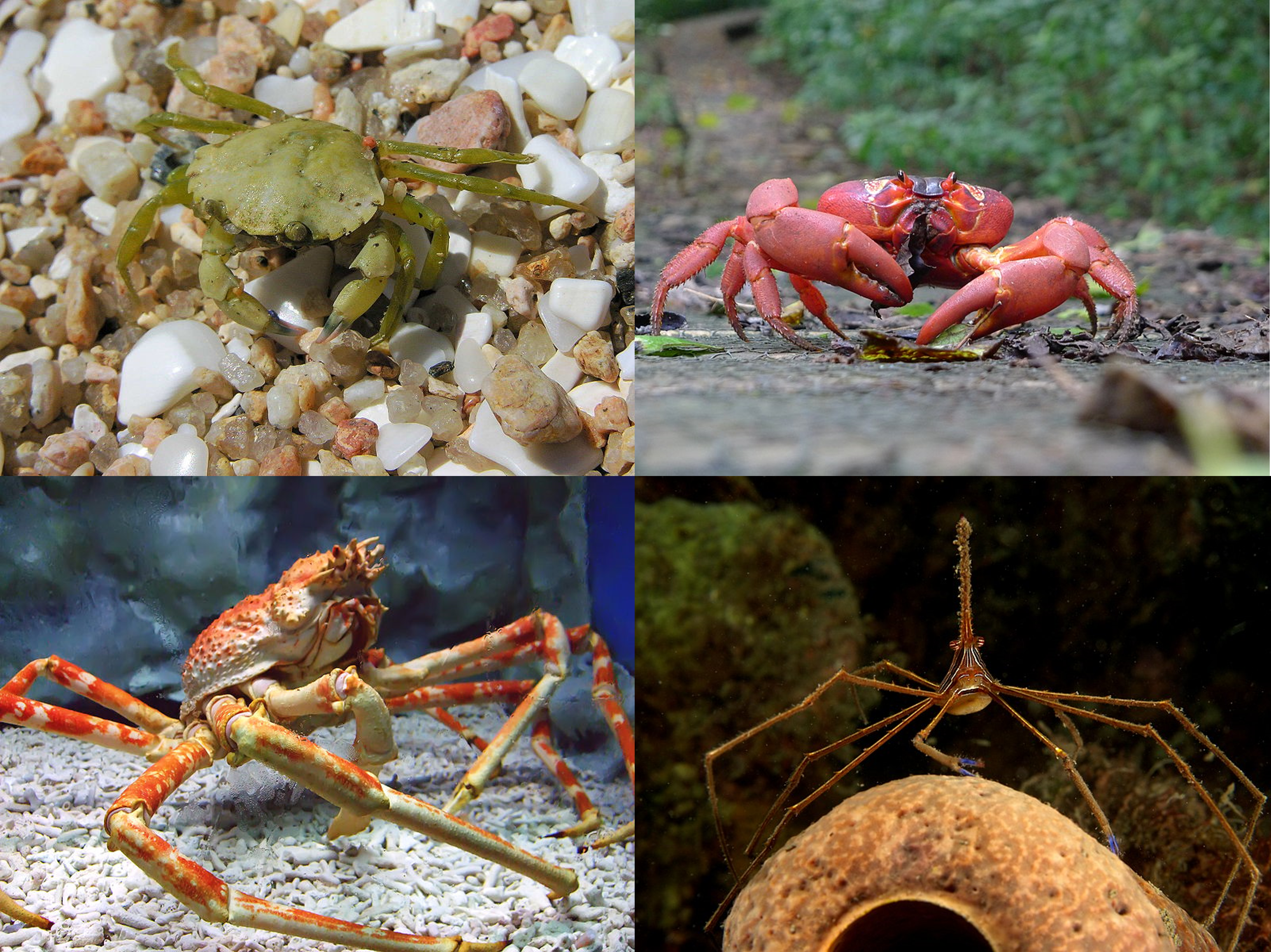 Episode 117 – Crabs and Carcinization – The Common Descent Podcast