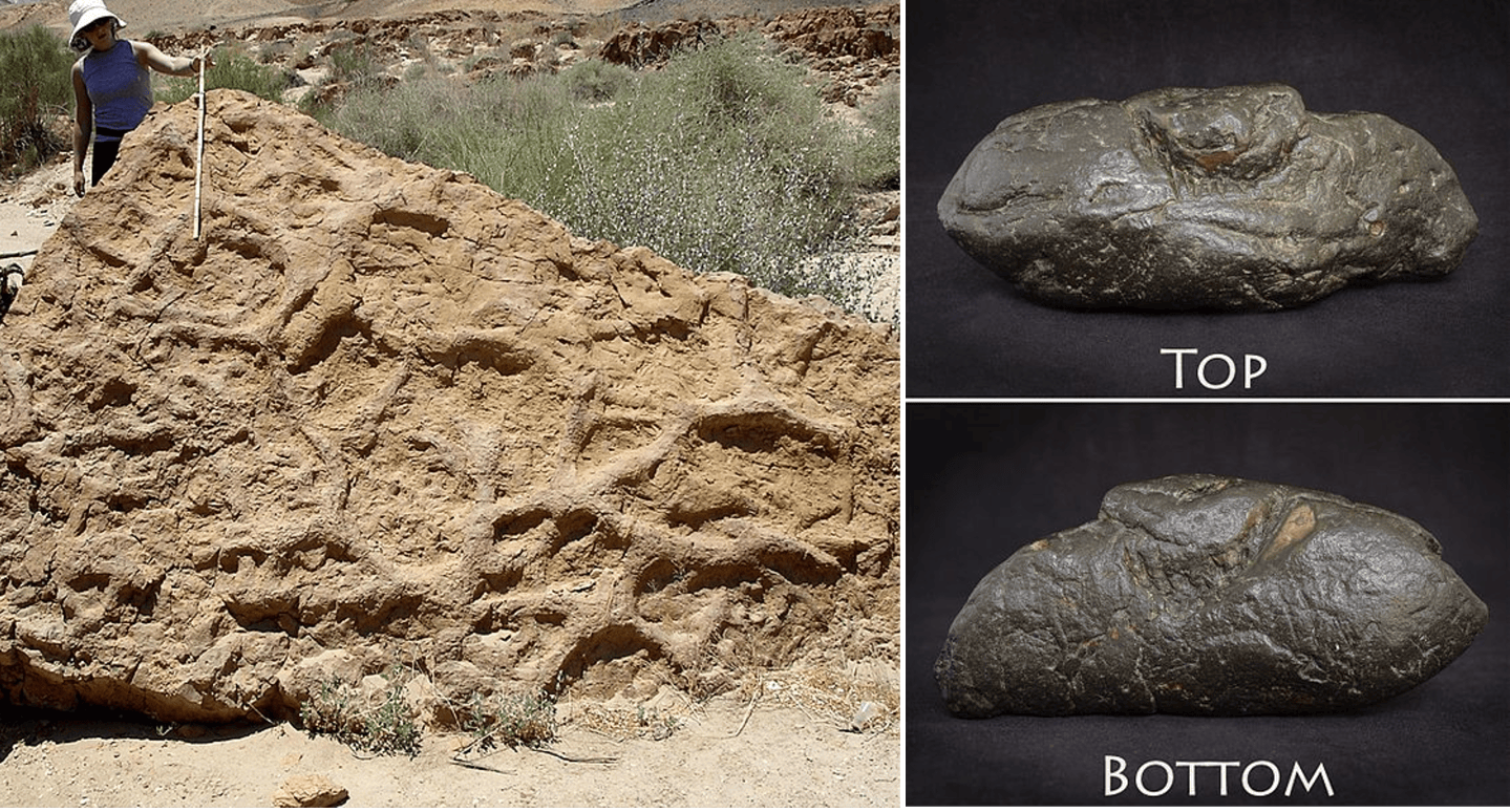 Episode 118 – Trace Fossils – The Common Descent Podcast