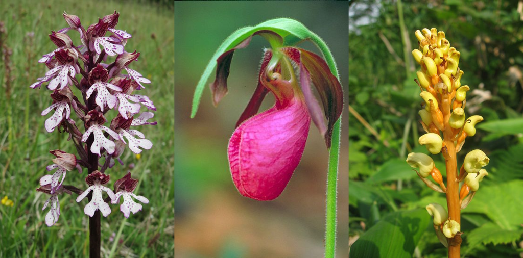 Episode 125 –&nbsp;Orchids