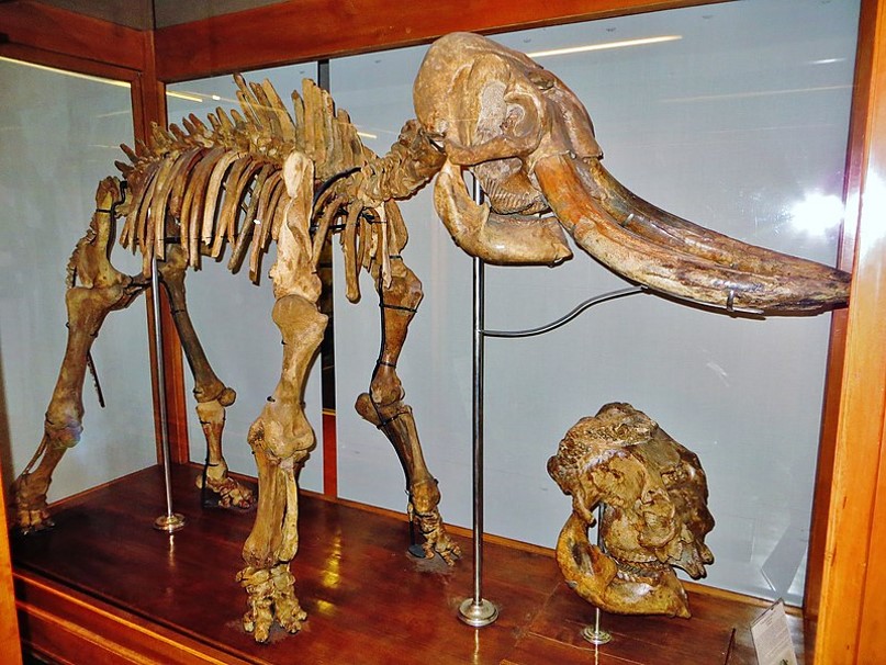 Episode 144 – Evolutionary Gigantism and&nbsp;Dwarfism