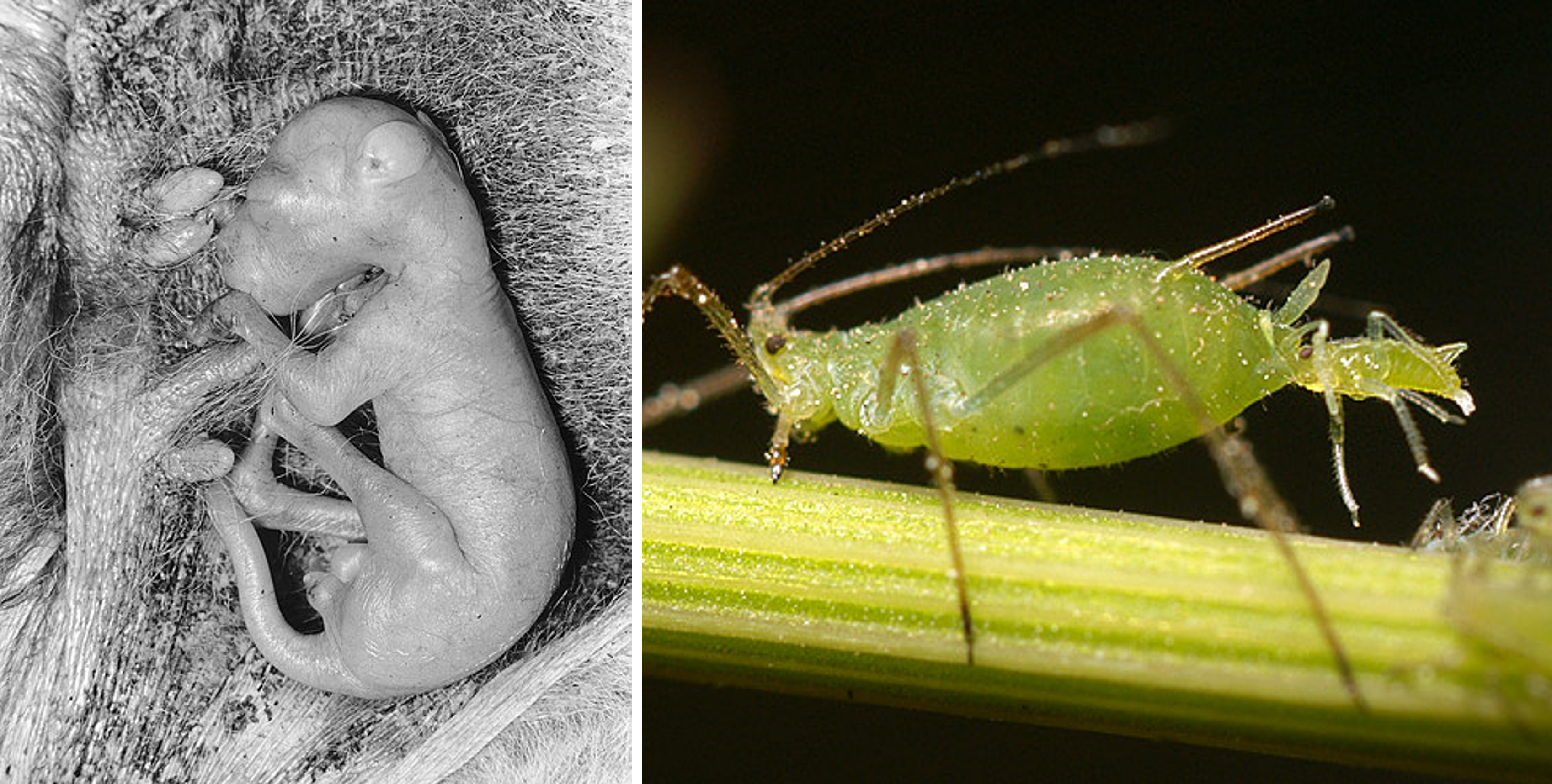 Birth Insect Episode 154 – Live Birth – The Common Descent Podcast