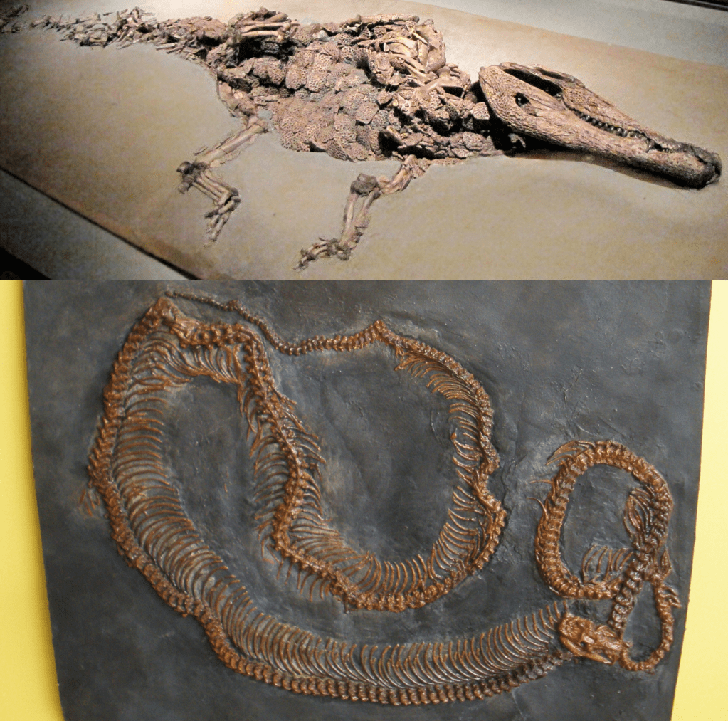 Episode 160 – The Messel Pit