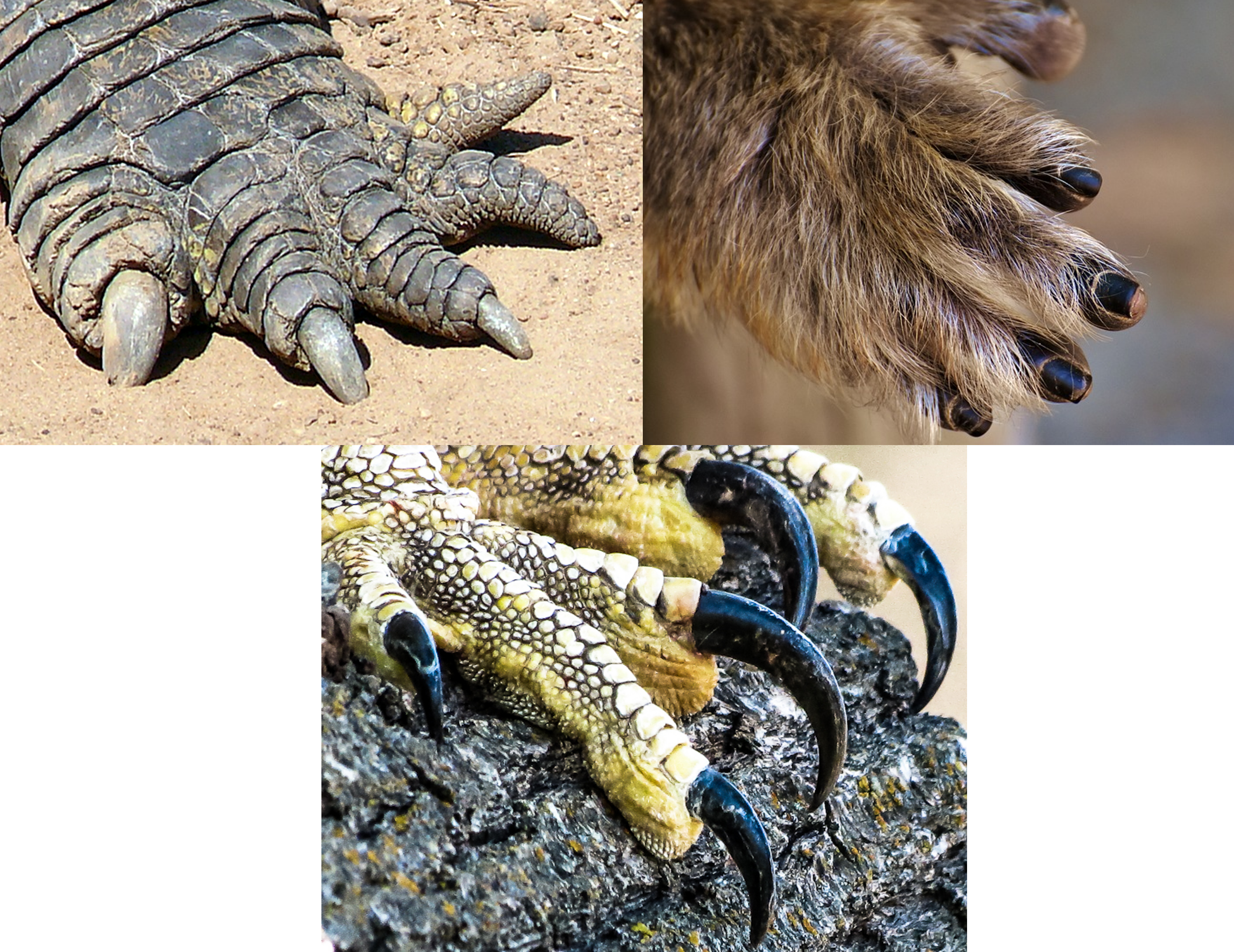Episode 163 – Claws – The Common Descent Podcast