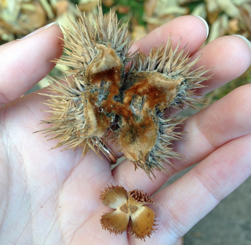 Episode 165 –&nbsp;Fruit