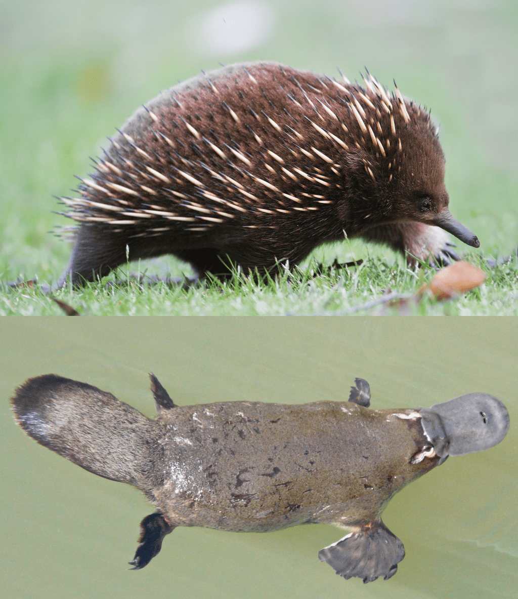 Episode 166 –&nbsp;Monotremes