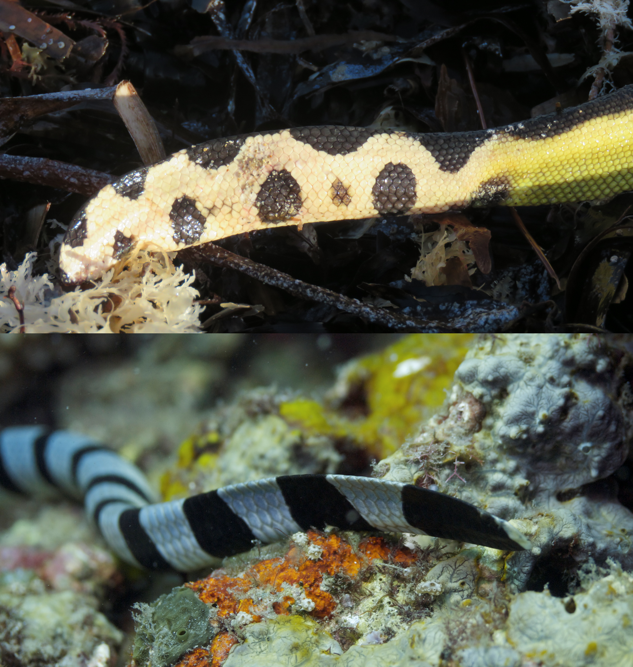 Sea Snake Modification Episode 169 – Sea Snakes – The Common Descent Podcast