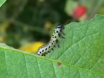 Episode 173 – Herbivores&nbsp;(Plant-Eaters)