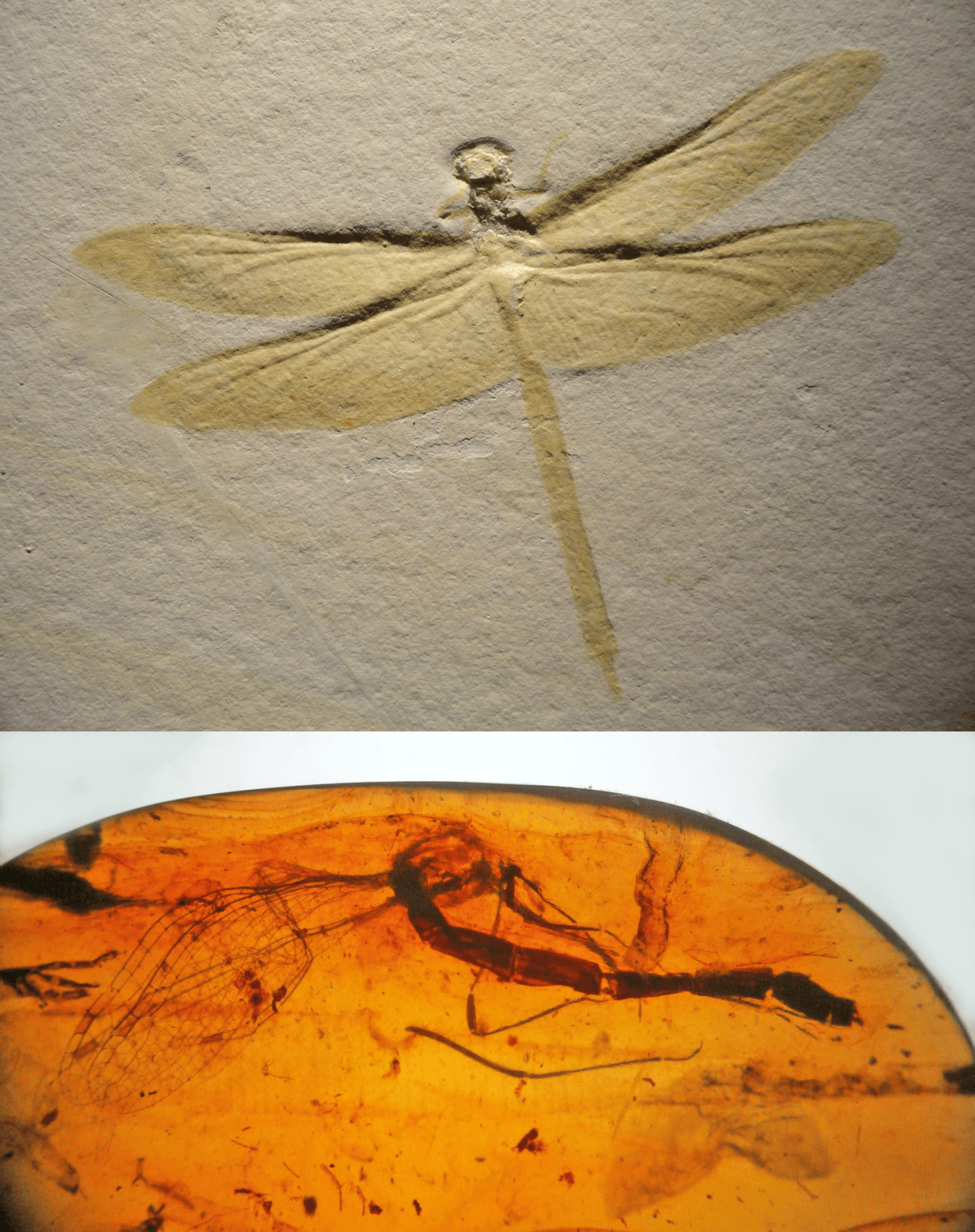 Compression Fossil Insect Episode 181 – Dragonflies – The Common Descent Podcast