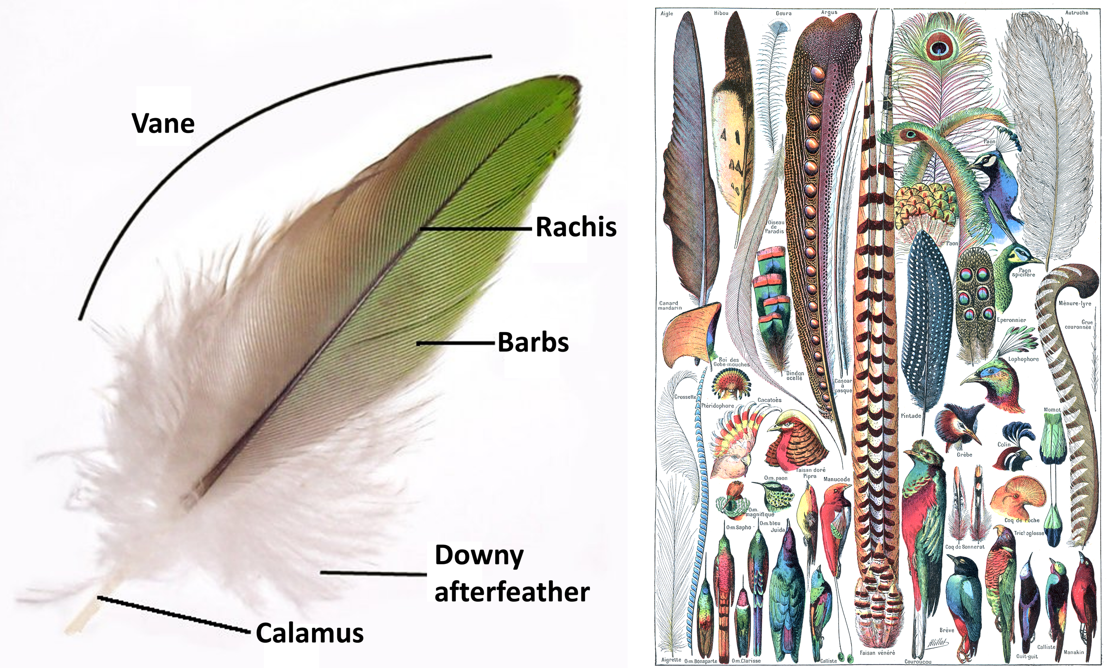 Episode 183 – Feathers – The Common Descent Podcast