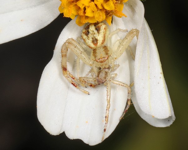 Episode 188 –&nbsp;Cannibalism