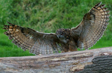 Episode 186 –&nbsp;Owls