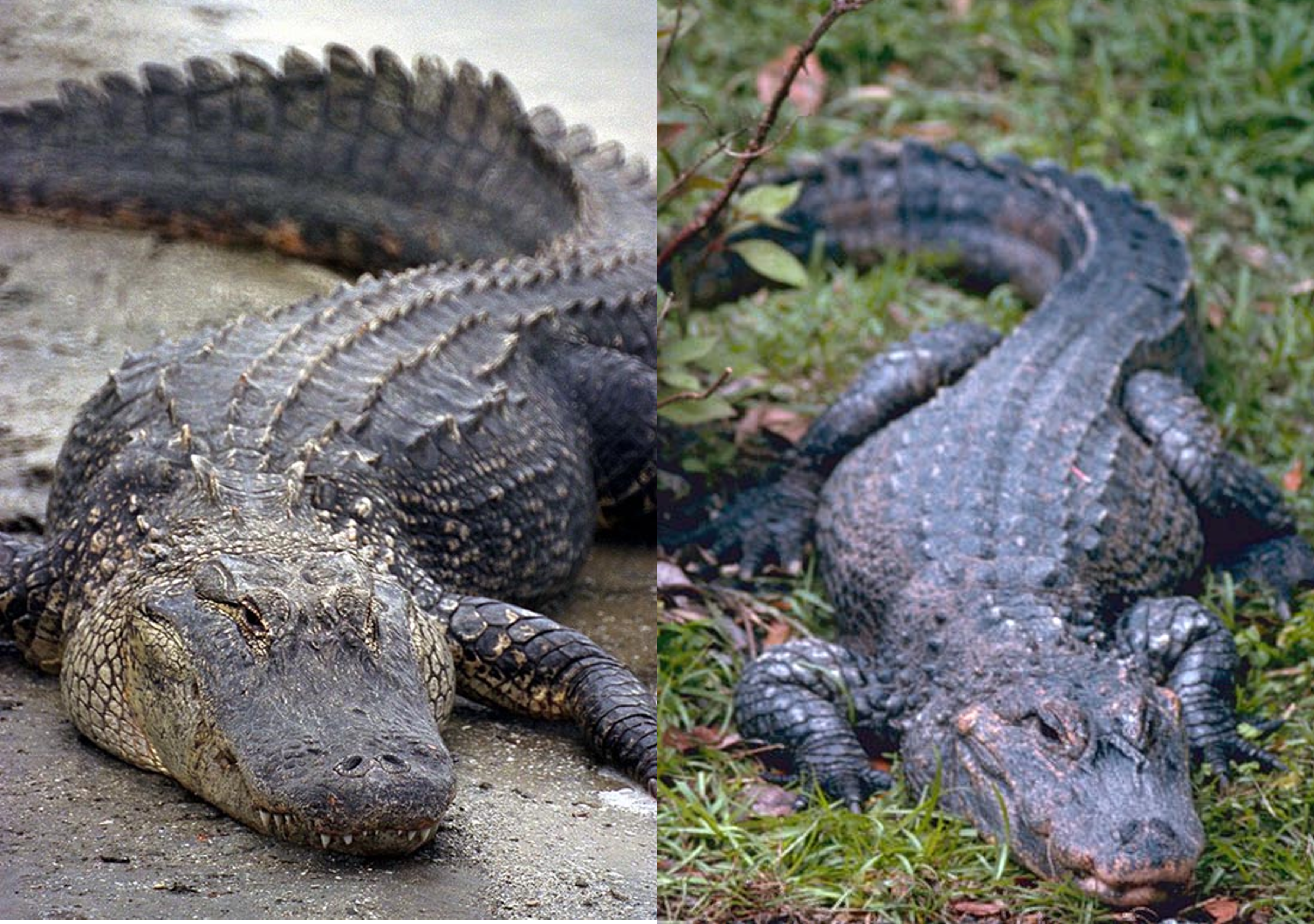 Gator Types Episode 194 – Alligators and Caimans – The Common Descent Podcast