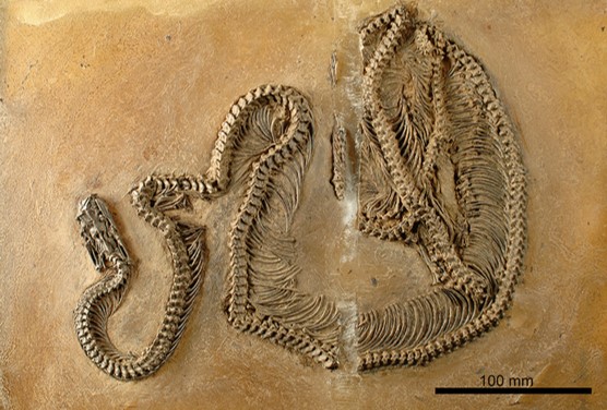 Episode 196 – Boas and&nbsp;Pythons