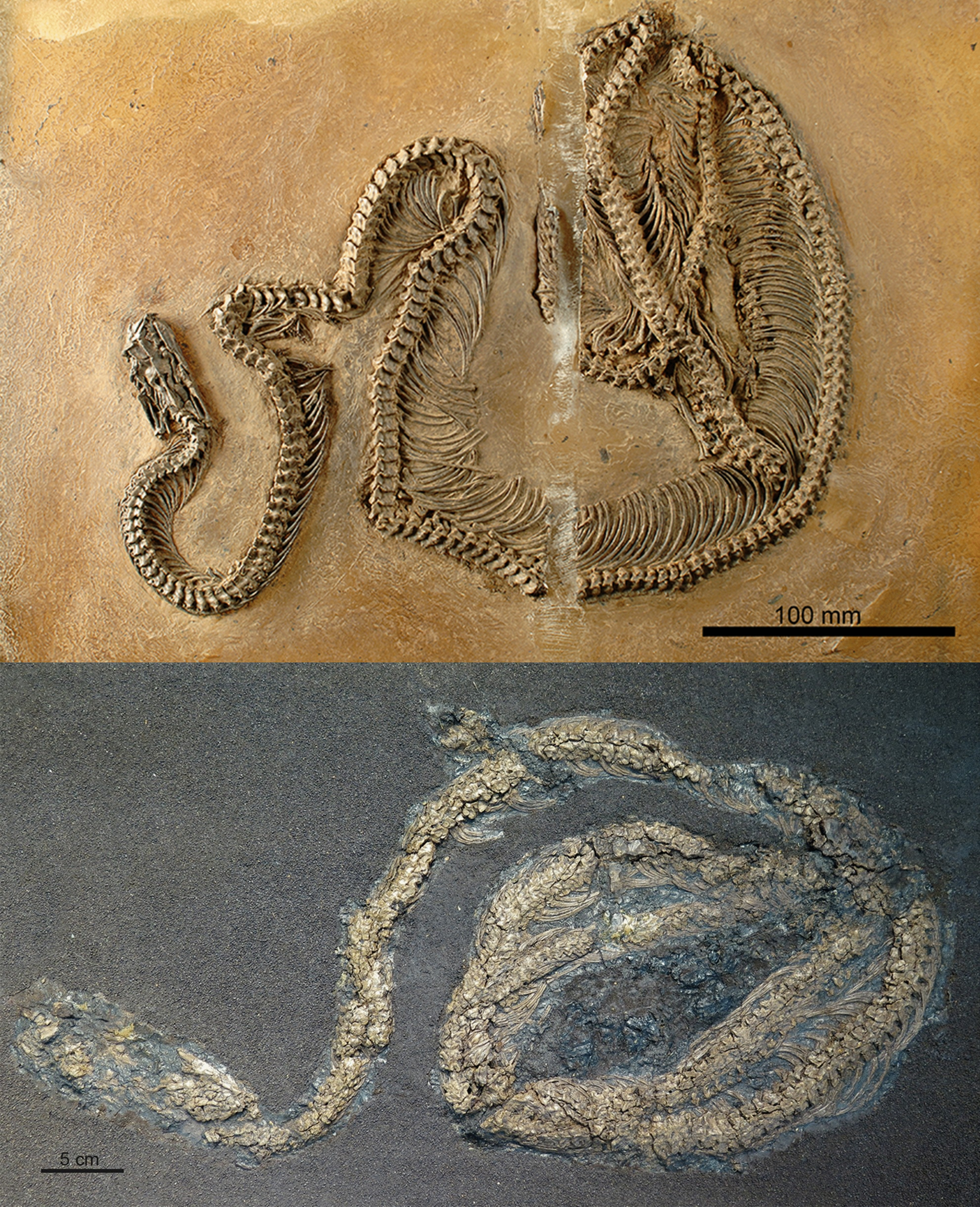 Python Vs Boa Skeleton Episode 196 – Boas and Pythons – The Common Descent Podcast