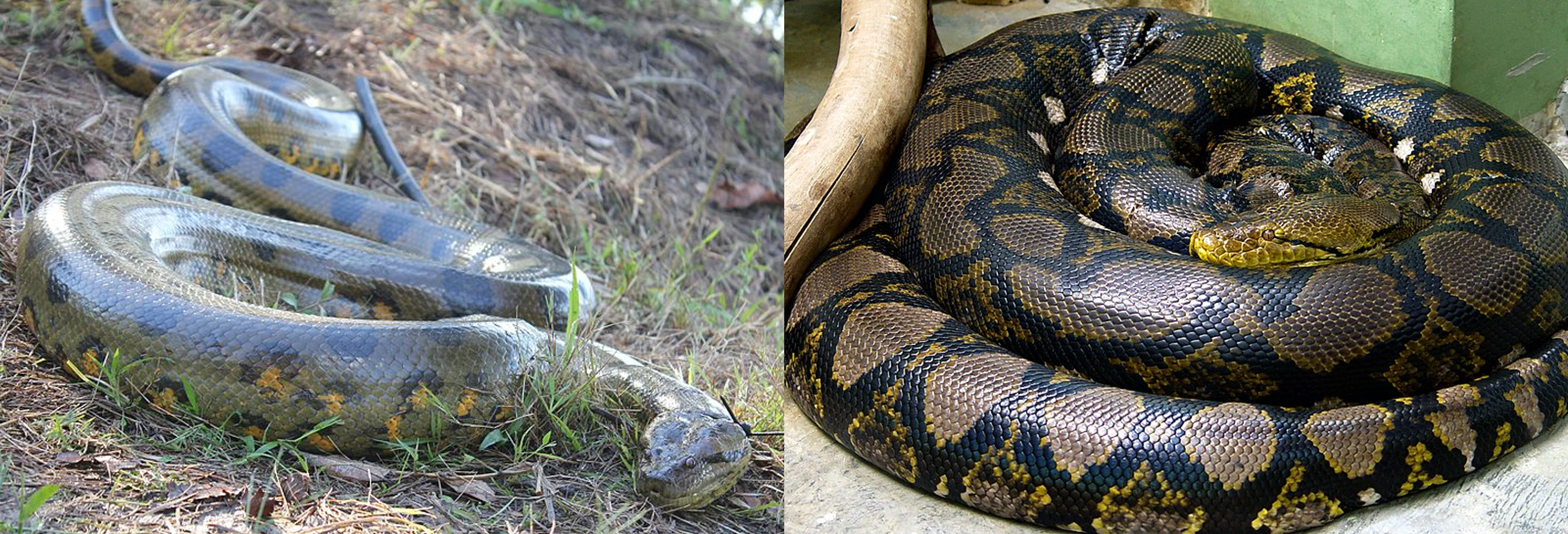 dimension python at eve collie blog Images High... Episode 196 โ Boas and Pythons โ The Common Descent Podcast