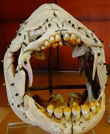 Episode 197 – Durophagy (Eating Hard&nbsp;Stuff)