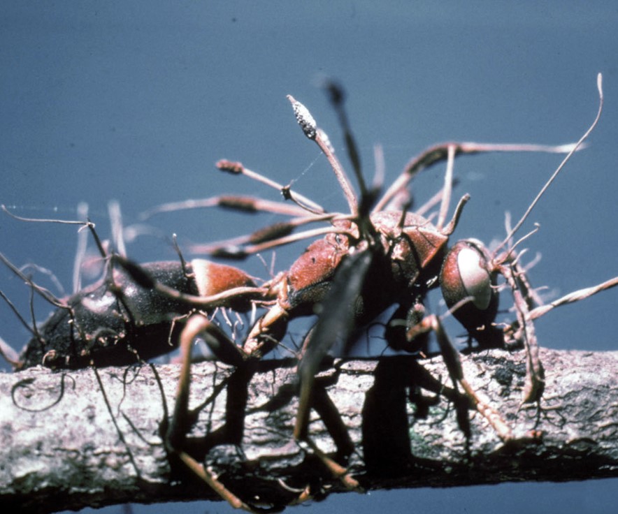 Episode 202 – Fungi &&nbsp;Animals