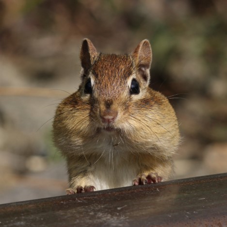 Episode 203 –&nbsp;Rodents