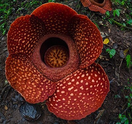Episode 205 – Parasitic&nbsp;Plants