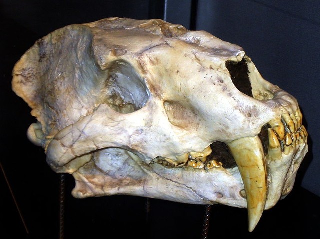 Episode 214 – Saber&nbsp;Teeth