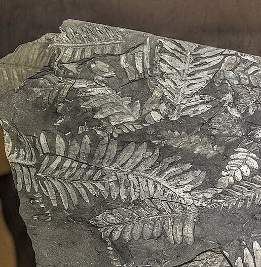 Episode 215 –&nbsp;Ferns