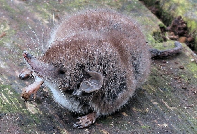 Episode 222 –&nbsp;Shrews