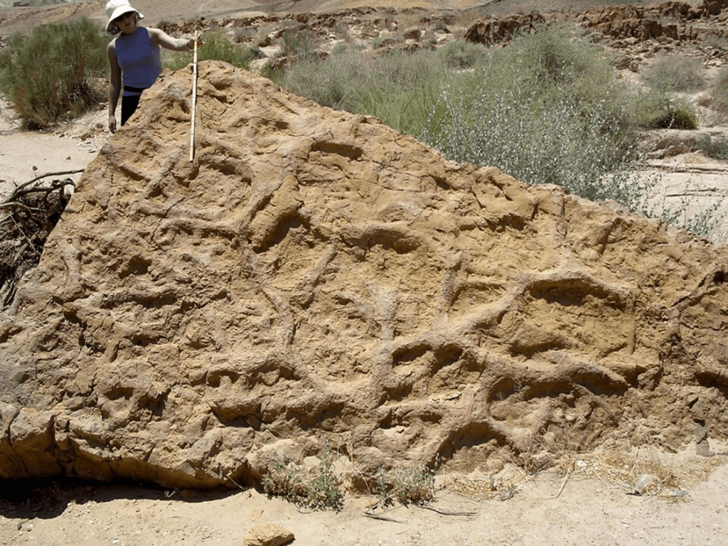 Episode 243 –&nbsp;Burrowers